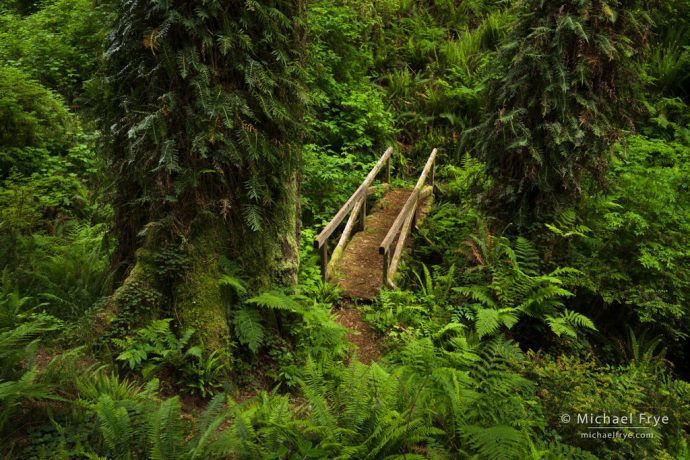 Footbridge, Del Norte Coast Redwoods SP, CA, USA