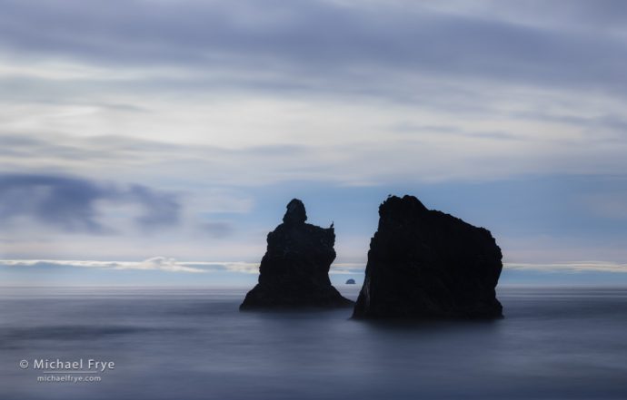 Sea stacks with pelican and gull, Redwood NP, CA, USA