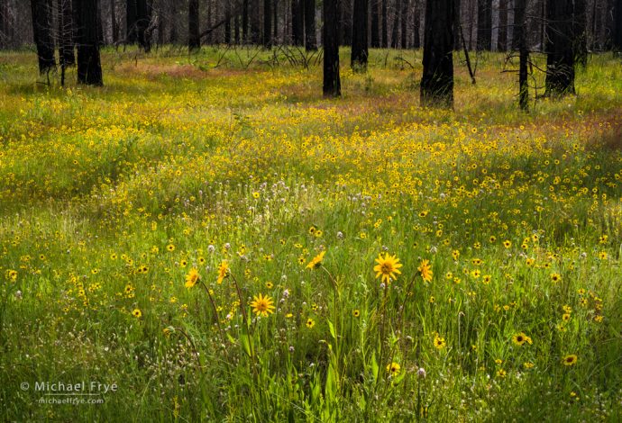 Wildflowers and forest burned by the Rim Fire, Stanislaus NF, CA, USA