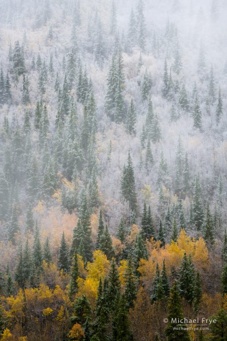 Colorado Autumn Color: Aspen and spruce trees, autumn, Pike-San Isabel NF, CO, USA