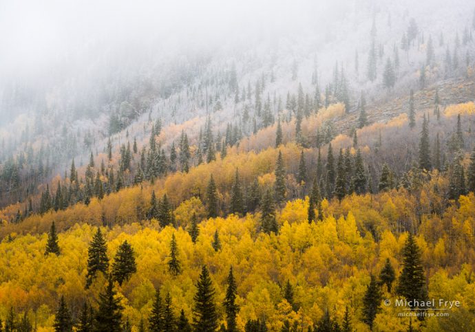 Colorado Autumn Color hillside with aspen and spruce trees, Pike-San Isabel NF, CO, USA