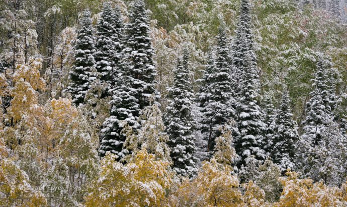 SBig Lightroom News, Lightroom Upgrade: spruce and aspens after an autumn snowstorm, Medicine Bow-Routt NF, CO, USA