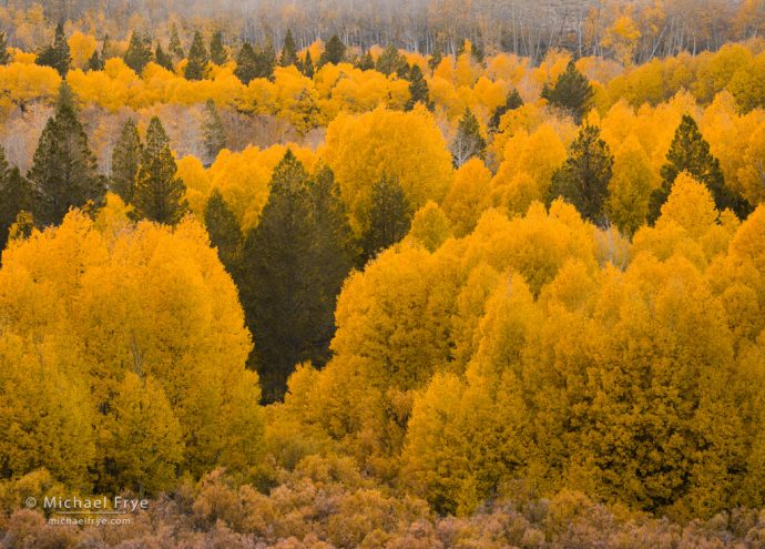 Aspens and pines, Tioyabe NF, CA, USA