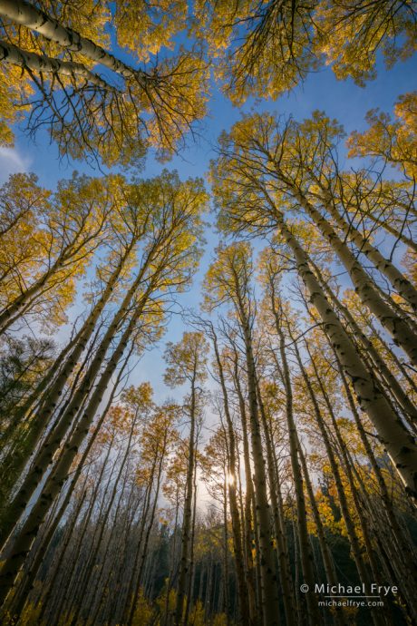 Lightroom Classic: Autumn aspens, late afternoon, Lee Vining Canyon, CA, USA