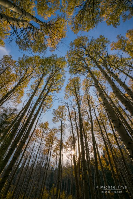 Lightroom Classic or CC?: Autumn aspens, late afternoon, Lee Vining Canyon, CA, USA