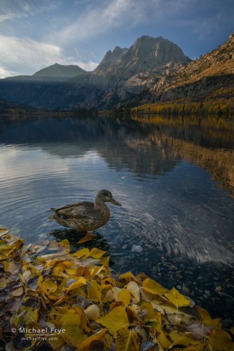 Mallard along the shore of Silver Lake, autumn, Inyo NF, CA, USA