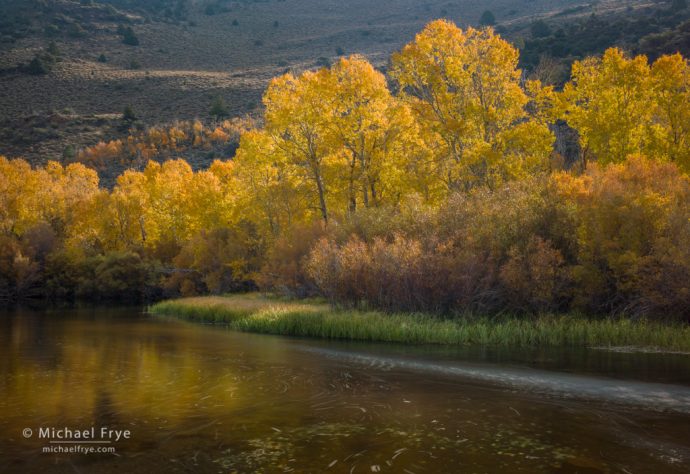 Autumn scene along Rush Creek, Inyo NF, CA, USA