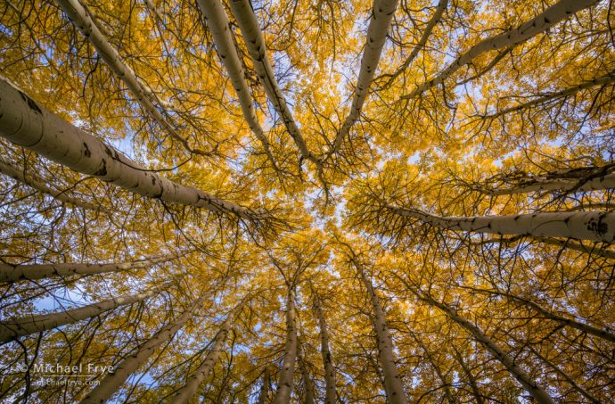 Aspens in autumn, Inyo NF, CA, USA