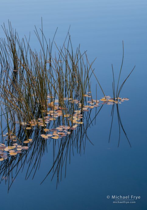 Reeds and aspen leaves, Inyo NF, CA, USA