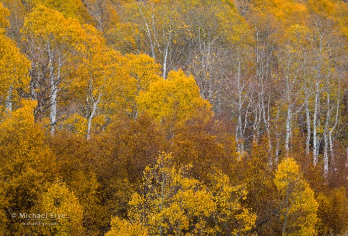 Aspens, Inyo NF, CA, USA