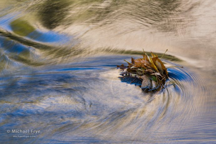 Big-leaf maple leaves in the Merced River, Yosemite NP, CA, USA
