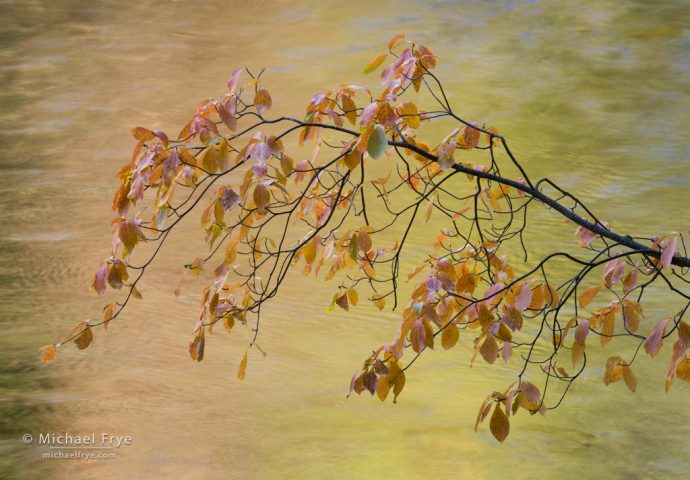 Dogwood branch over the Merced River, autumn, Yosemite NP, CA, USA