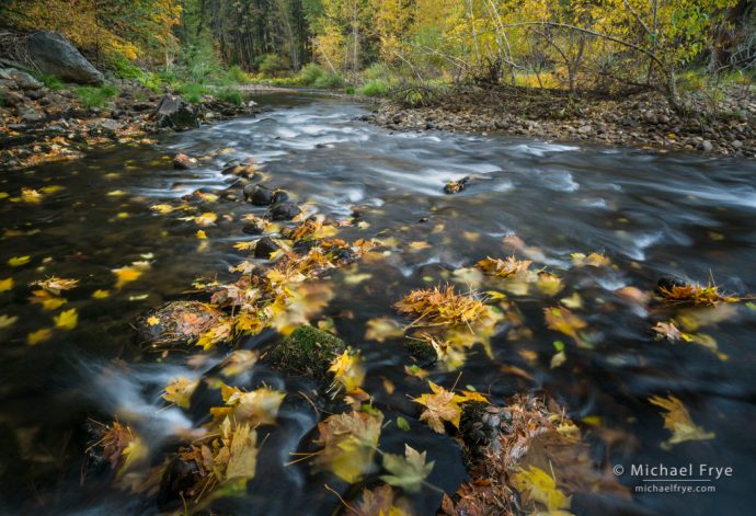 Big-leaf maple leaves along the Merced River, autumn, Yosemite NP, CA, USA