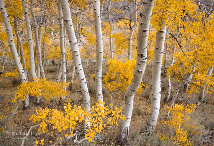 Late-October aspens near Silver Lake, June Lake Loop, Inyo NF, CA, USA