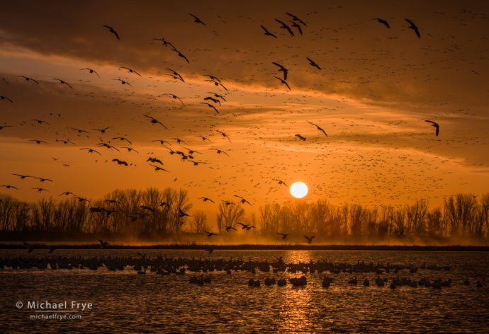 Ross's geese at sunrise, San Joaquin Valley, CA, USA