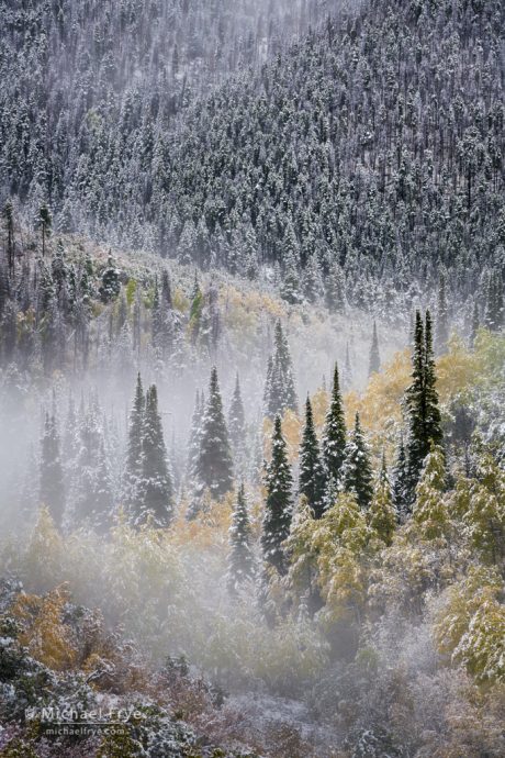 Chasing the Weather and Color in Colorado: Spruce, firs, and aspens after an autumn snowstorm, Rabbit Ears Pass, Medicine Bow-Routt NF, CO, USA