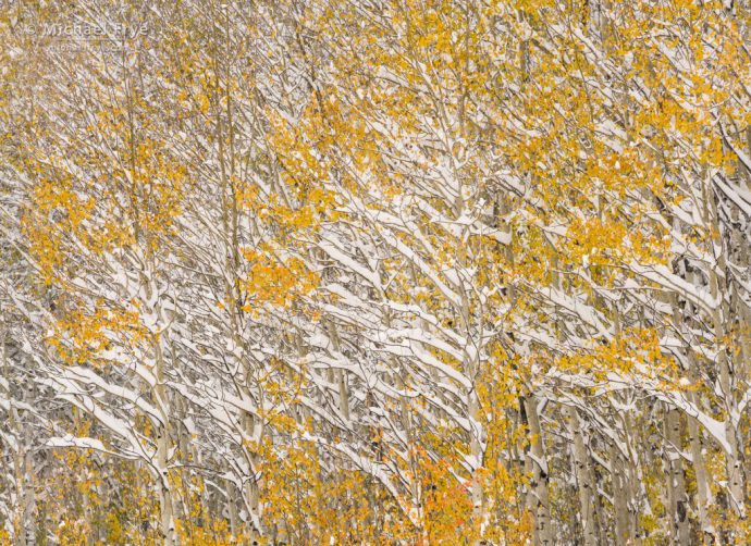 Chasing the Weather and Color in Colorado: Aspens in snow, autumn, Gore Pass, Medicine Bow-Routt NF, CO, USA