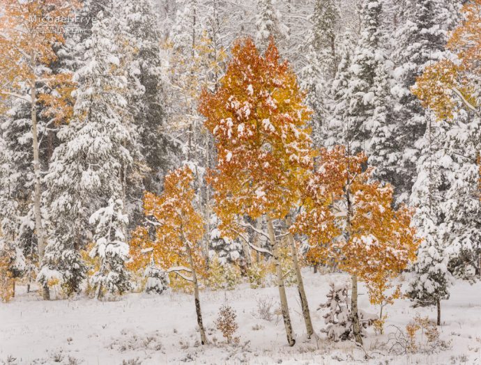 Aspens and conifers in snow, autumn, Gore Pass, Medicine Bow-Routt NF, CO, USA