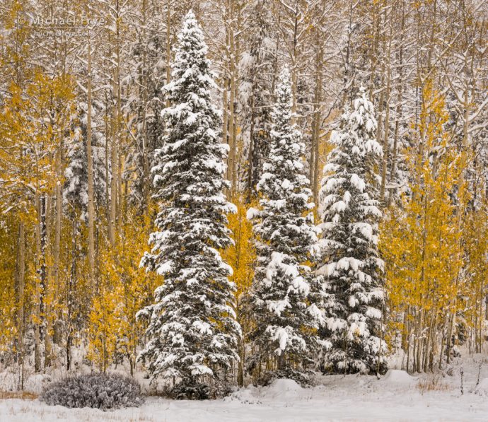 Chasing the Weather and Color in Colorado: Snowy aspens and conifers, Gore Pass, Medicine Bow-Routt NF, CO, USA