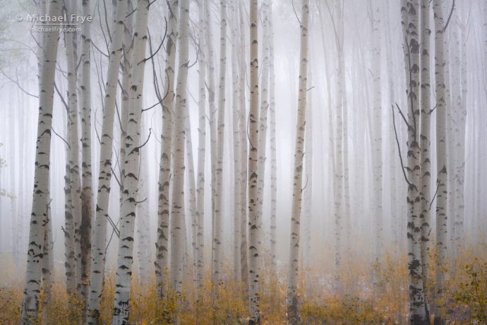 Chasing the Weather and Color in Colorado: Aspens in fog atop McClure Pass, White River NF, CO, USA