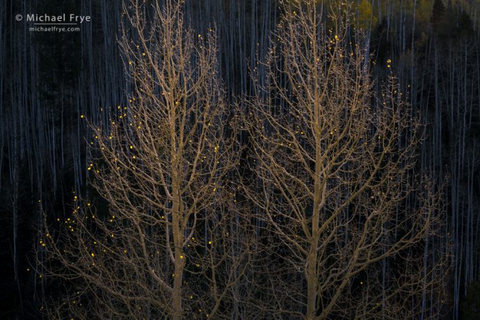 Chasing the Weather and Color in Colorado: Backlit aspens, Dolores River Valley, San Juan NF, CO, USA