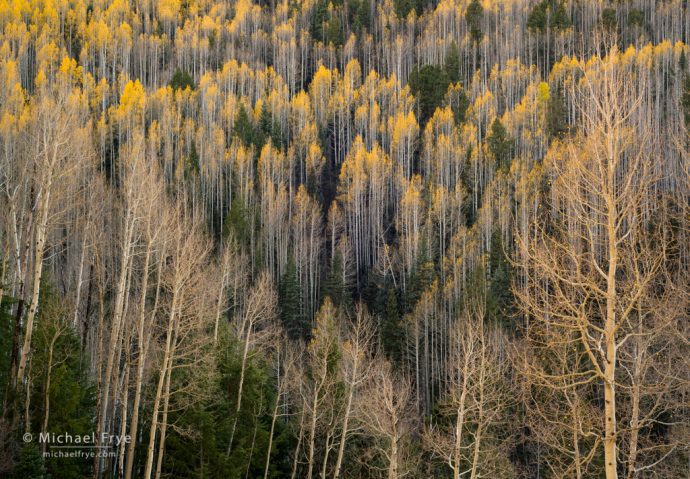 Depth of Field Image Sharpening Camera Settings Aspens and conifers, San Juan NF, CO, USA