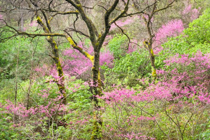 Color is not Enough for Cohesive Design:Repeating Patterns: Redbud and oaks, Merced River Canyon, CA, USA