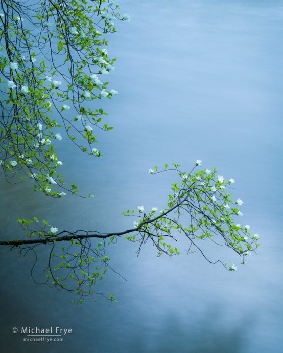 16. Dogwood branches hanging over the Merced River, Yosemite NP, CA, USA