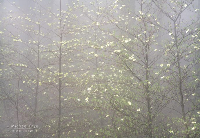 17. Dogwoods in fog, Yosemite NP, CA, USA