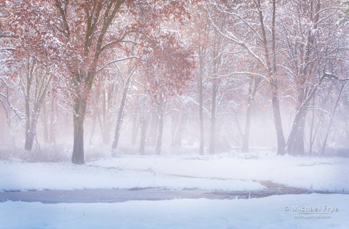 3. Oaks, mist, and snow, Yosemite NP, CA, USA