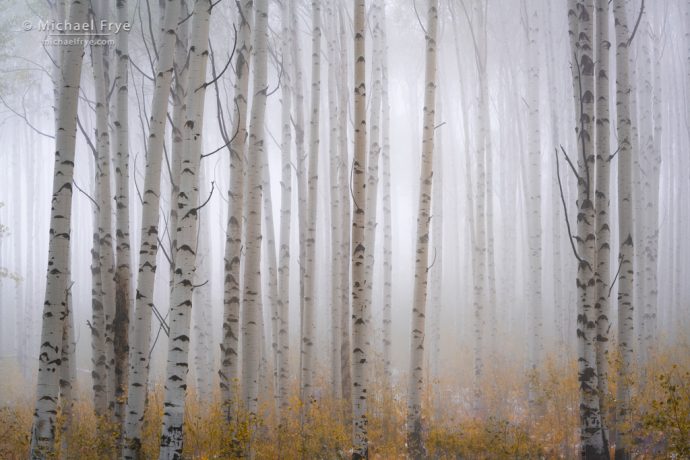 31. Aspens in fog, White River NF, CO, USA