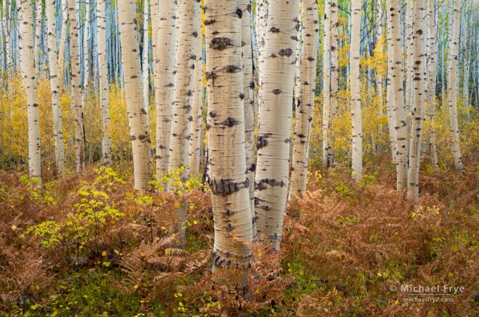 32. Aspens and ferns, autumn, Gunnison NF, CO, USA