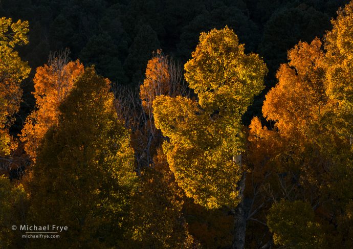 33. Backlit aspens, Toiyabe NF, CA, USA