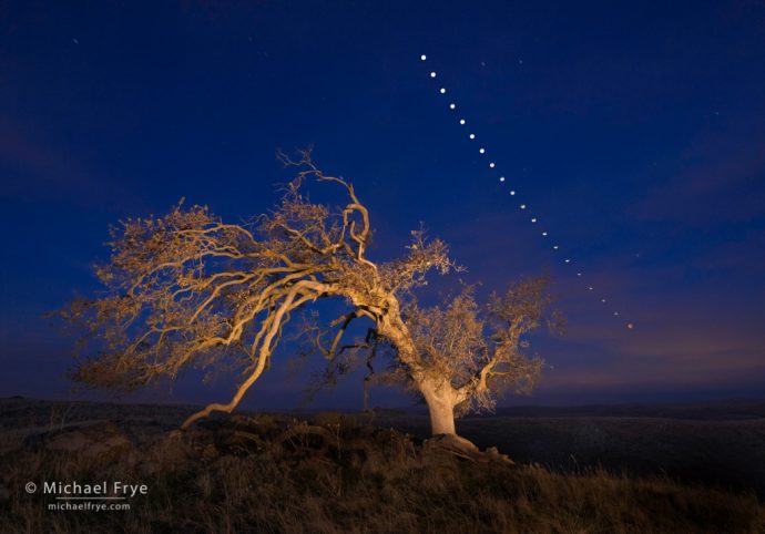 Oak tree and lunar eclipse sequence, Mariposa County, Sierra foothills, CA, USA