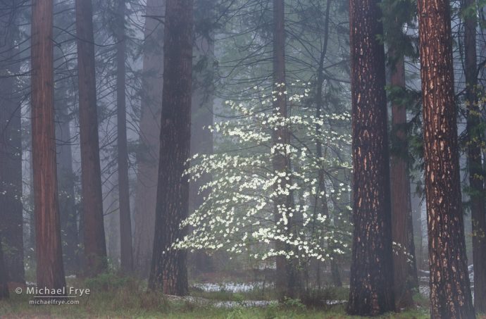 Avoiding Bright Edges: Dogwood, mist, and ponderosa pines, Yosemite NP, CA, USA