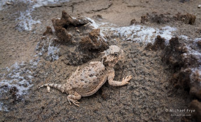 Horned lizard, Death Valley NP, CA, USA
