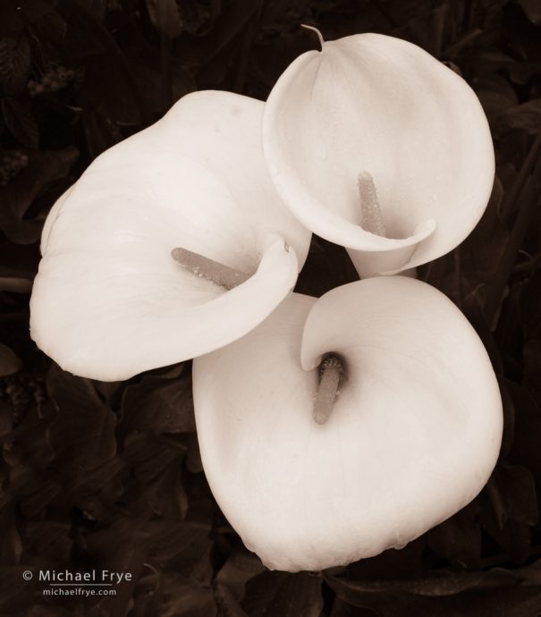 Calla lilies, Carmel-by-the-Sea, CA, USA