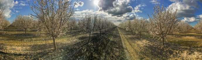 Orchard, San Joaquin Valley, CA, USA