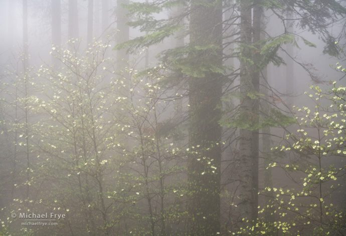 Dogwoods and firs in fog, Yosemite NP, CA, USA