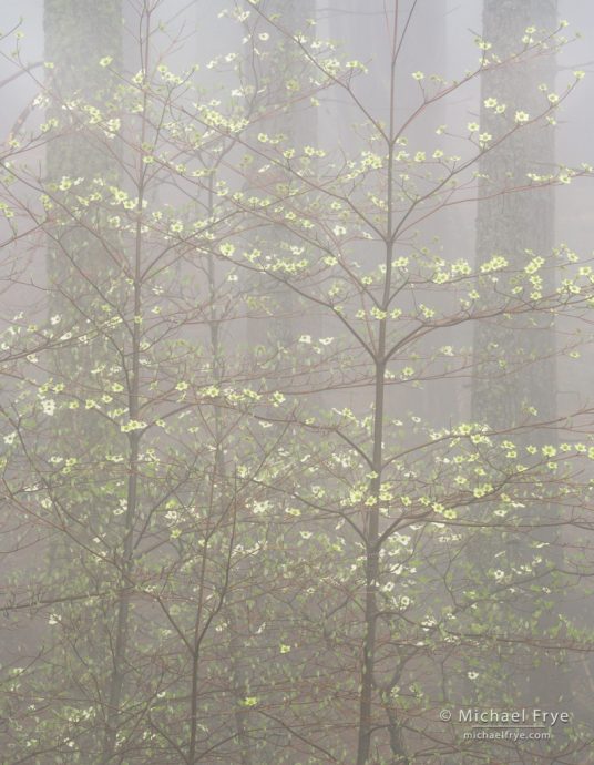 Dogwoods in fog, Yosemite NP, CA, USA