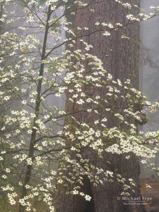 Dogwood and sugar pine in fog, Tuolumne Grove, Yosemite NP, CA, USA