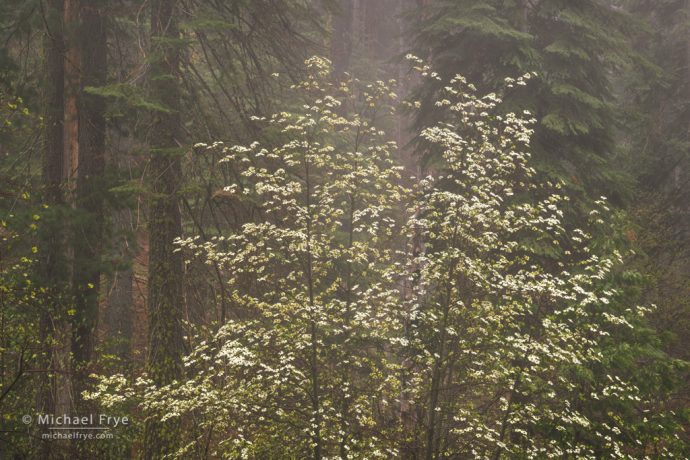 Dogwood and firs in fog, Tuolumne Grove, Yosemite NP, CA, USA