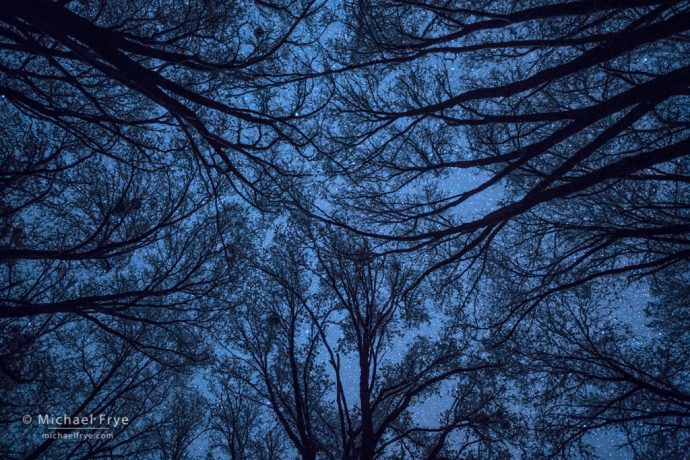 Oaks and stars, Yosemite NP, CA, USA