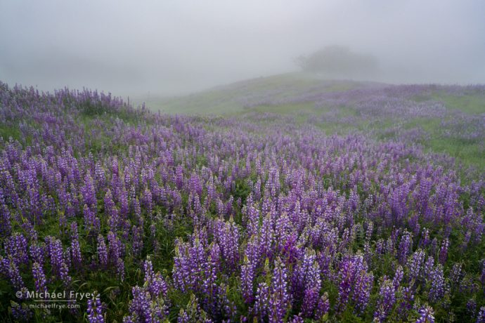 Lupine field in the fog, Redwood NP, CA, USA