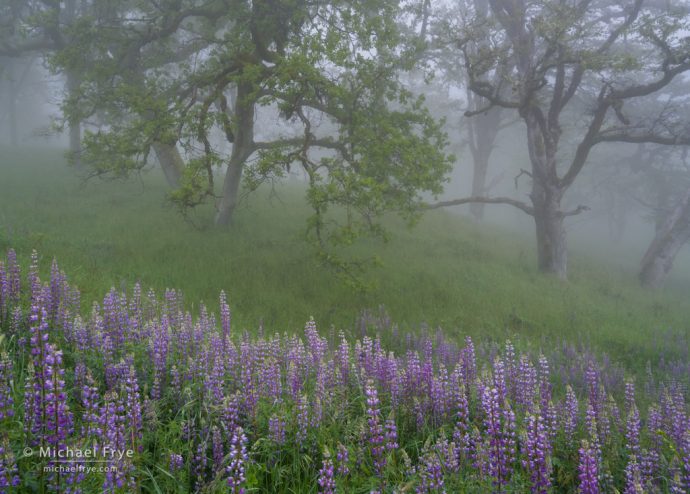 Lupines at the edge of an oak woodland, Redwood NP, northern California, USA