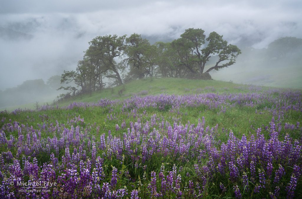 Lupines in the Fog