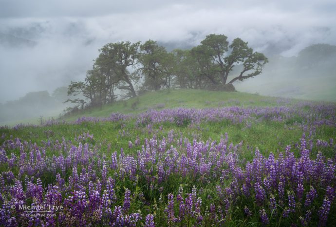 Clearing rain storm with lupines and oaks, Redwood NP, CA, USA