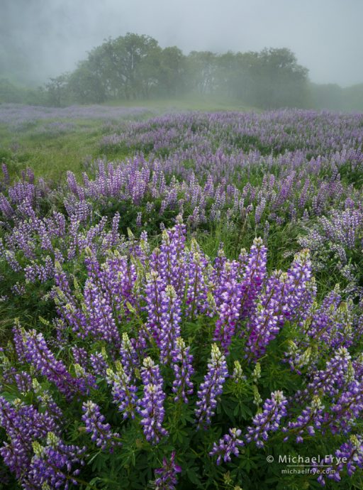 Lupines and oaks in fog, Redwood NP, CA, USA