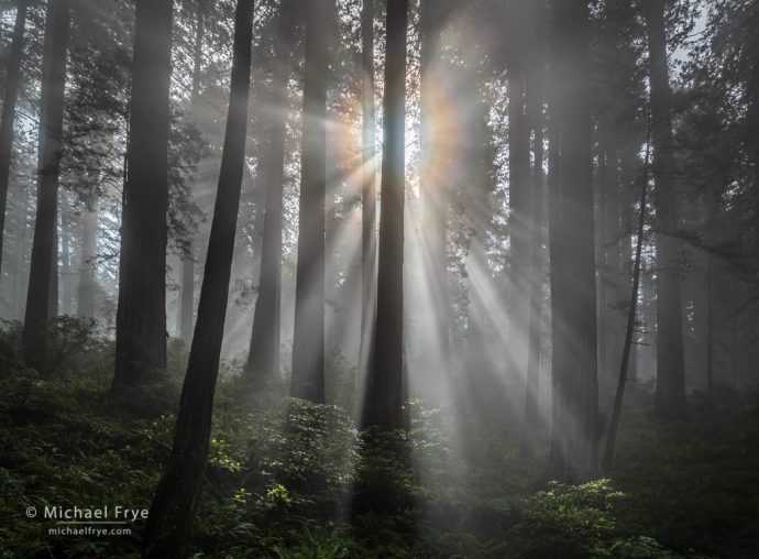 Sunbeams and corona in a redwood forest, Del Norte Coast Redwoods SP, CA, USA