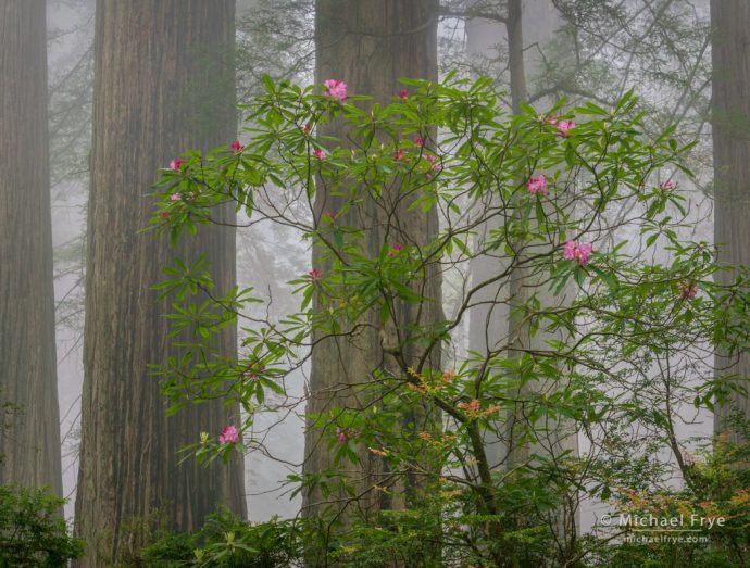 Redwoods and rhododendron in the fog, Del Norte Coast Redwoods SP, CA, USA